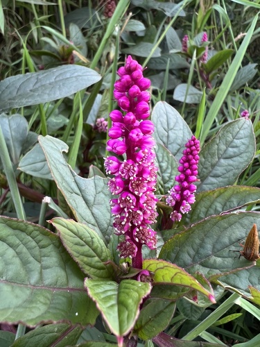 Southern pokeweed (Phytolacca bogotensis)