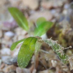 Halophila