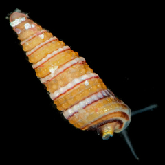 Obesula mamillata