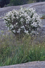 Calytrix tetragona