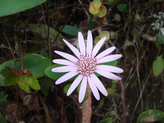 Chaptalia hieracioides