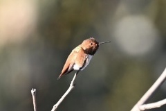 Selasphorus sasin sedentarius