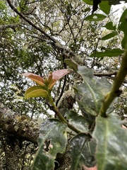 Prunus buxifolia