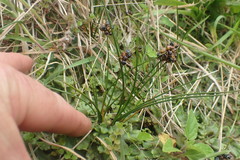 Juncus novae-zelandiae