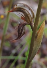Pterostylis hamata