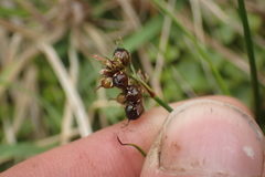 Juncus novae-zelandiae