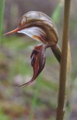 Pterostylis hamata
