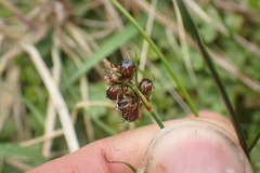 Juncus novae-zelandiae