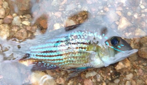 Stripefin eartheater (Gymnogeophagus rhabdotus) — Cichlidae