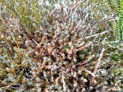 Dracophyllum prostratum