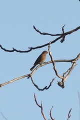 Haemorhous mexicanus