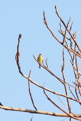 Spinus psaltria