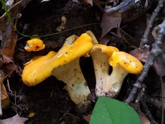 Cantharellus flavus