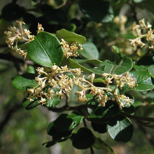 Pomaderris cotoneaster · iNaturalist