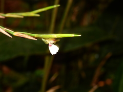 Monotagma plurispicatum