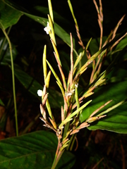 Monotagma plurispicatum