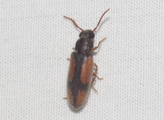 Polypria cruxrufa