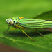 Graphocephala atropunctata - Photo (c) Katja Schulz,  זכויות יוצרים חלקיות (CC BY)