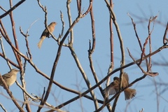 Haemorhous mexicanus