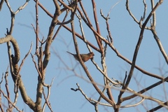 Haemorhous mexicanus