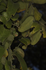 Passiflora multiflora