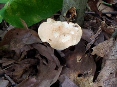 Hydnum subolympicum