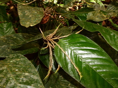 Monotagma plurispicatum