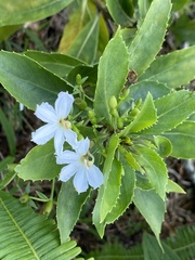 Scaevola chamissoniana