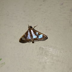 Glyphodes bivitralis