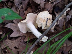 Hydnum subolympicum