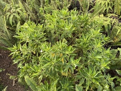 Scaevola chamissoniana