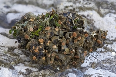 Scytinium dactylinum