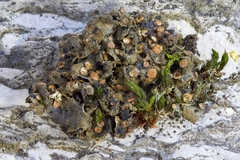 Scytinium dactylinum