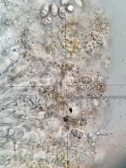 Scytinium dactylinum