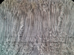 Scytinium dactylinum