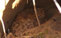 Crotalus enyo