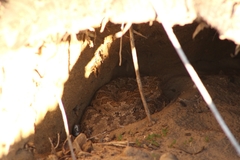 Crotalus enyo