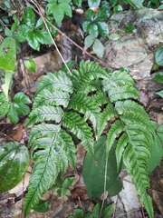 Anisocampium sheareri