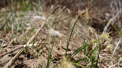 Carex duriuscula rigescens
