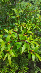 Persoonia myrtilloides