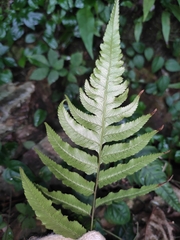 Anisocampium sheareri