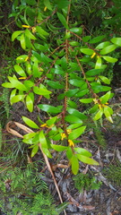 Persoonia myrtilloides