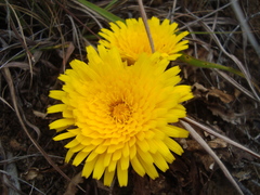 Hypochaeris sessiliflora