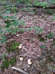 Hydnum subolympicum