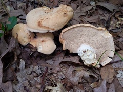 Hydnum subolympicum