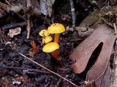 Hygrocybe parvula