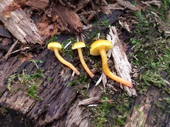 Hygrocybe parvula