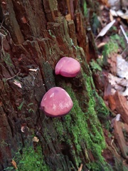 Callistosporium purpureomarginatum