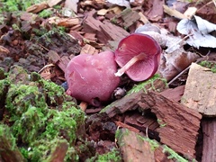 Callistosporium purpureomarginatum