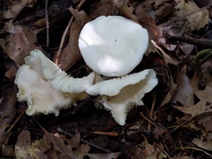 Cuphophyllus angustifolius